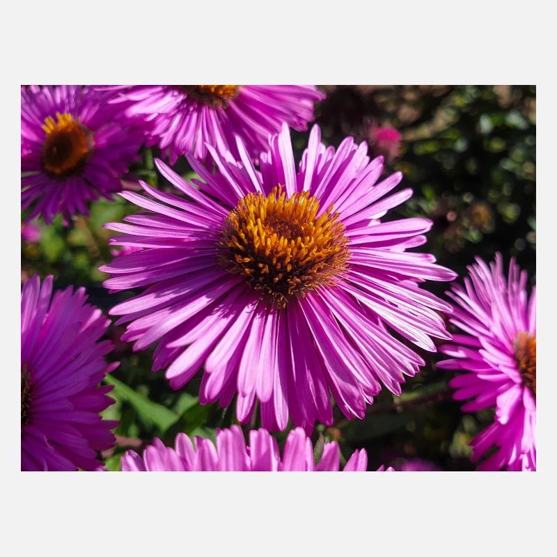 Italian daisy (in german Berg-Aster Aster amellus
