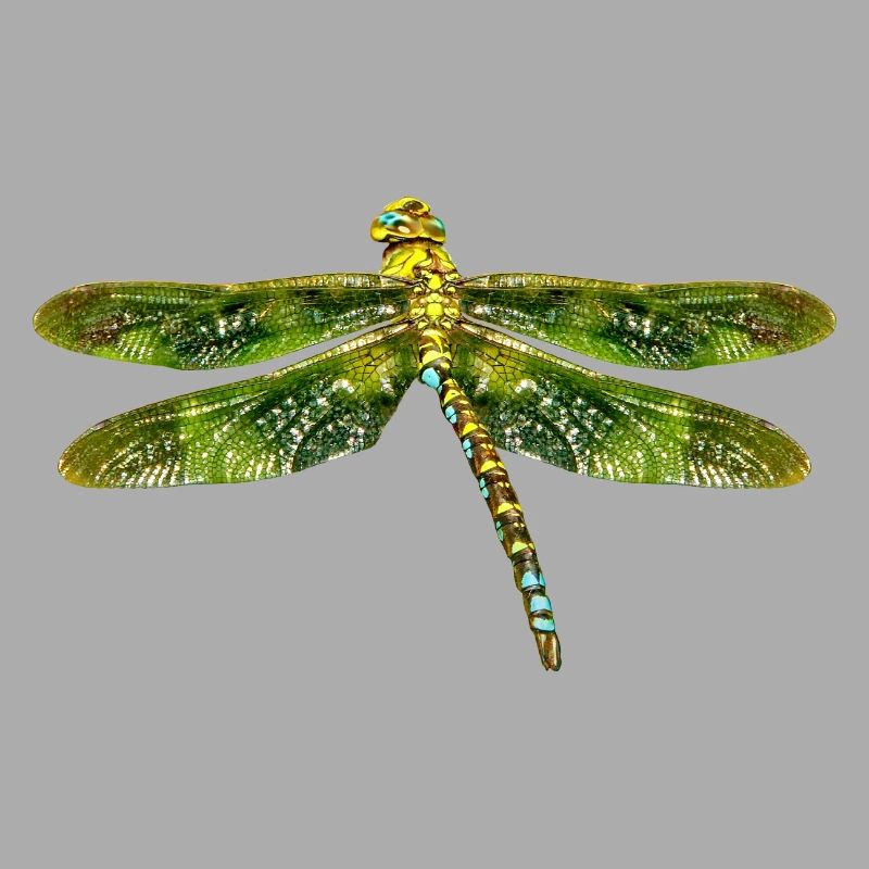 libellule