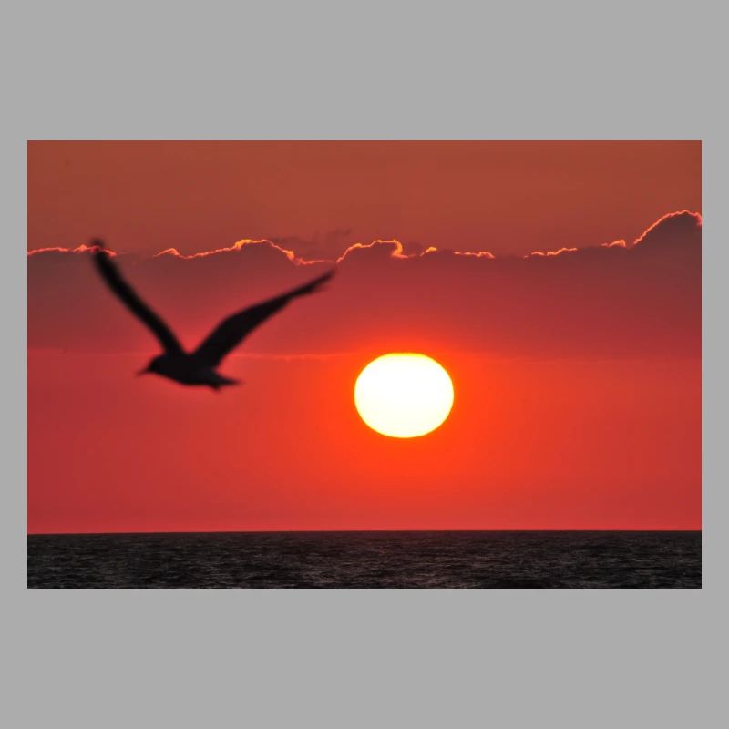 Abendrot mit Möwe