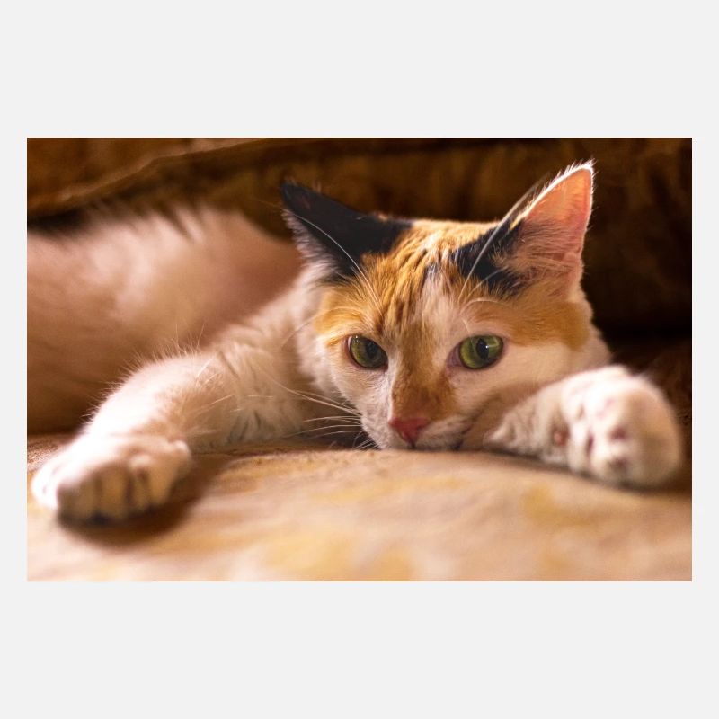 le chat