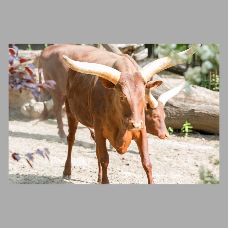 Ankole-Watusi oder Ankole Longhorn Watussirind