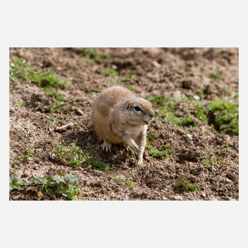 African ground squirrels Borstenhörnchen Xerus