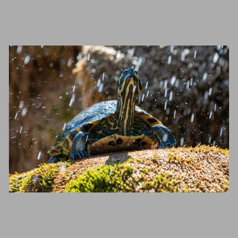 Trachemys scripta scripta scripta