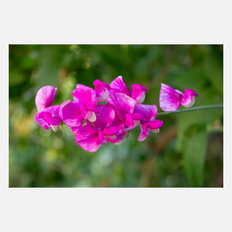 pois vivace éternel Lathyrus latifolius