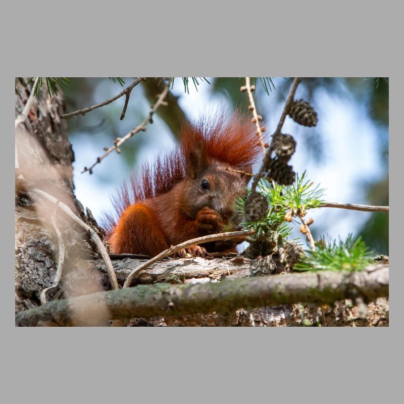 Eichhörnchen Sciurus