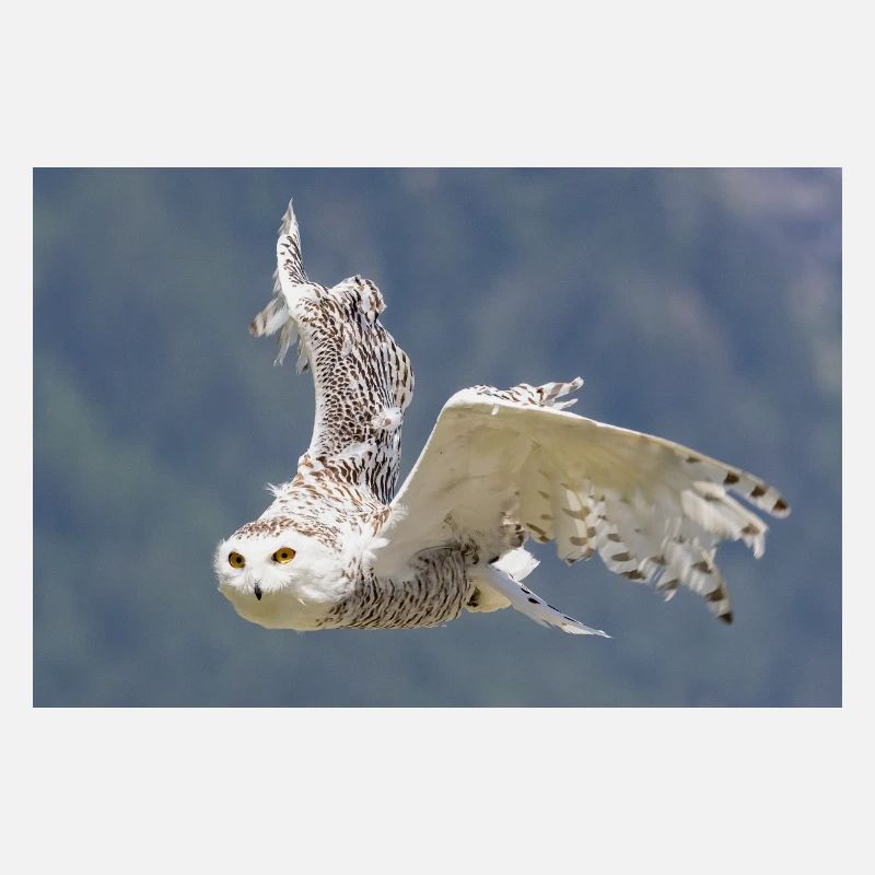 Harfang des neiges