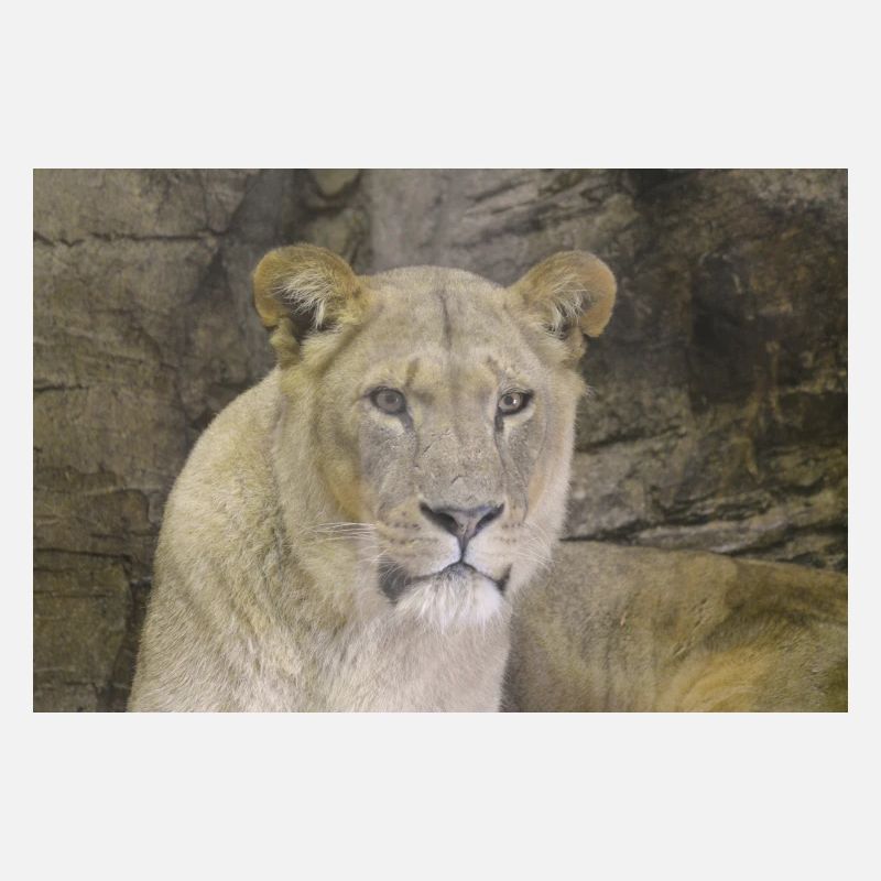 lioness CSC 0862