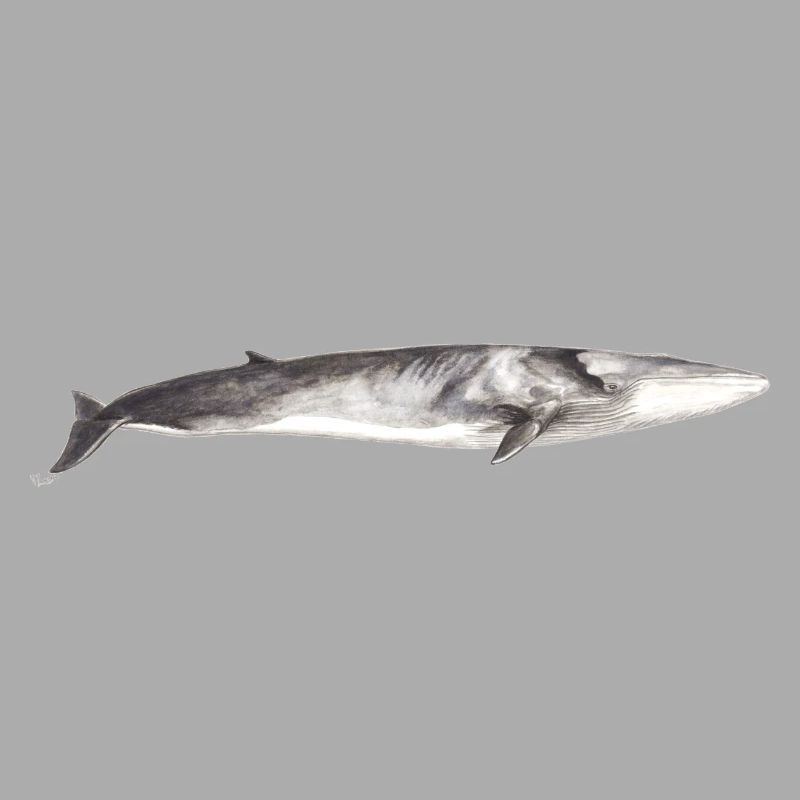 Rorqual commun Balaenoptera physalus