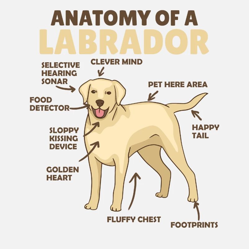 Anatomie eines Labradors Retriever süße Hunde