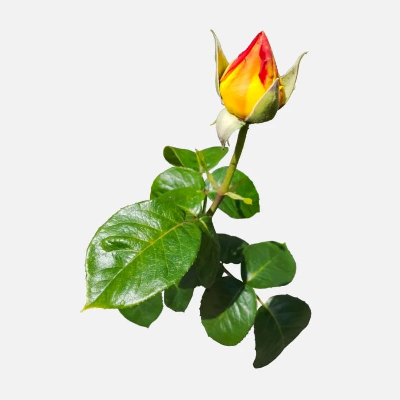 BOUTON DE ROSE
