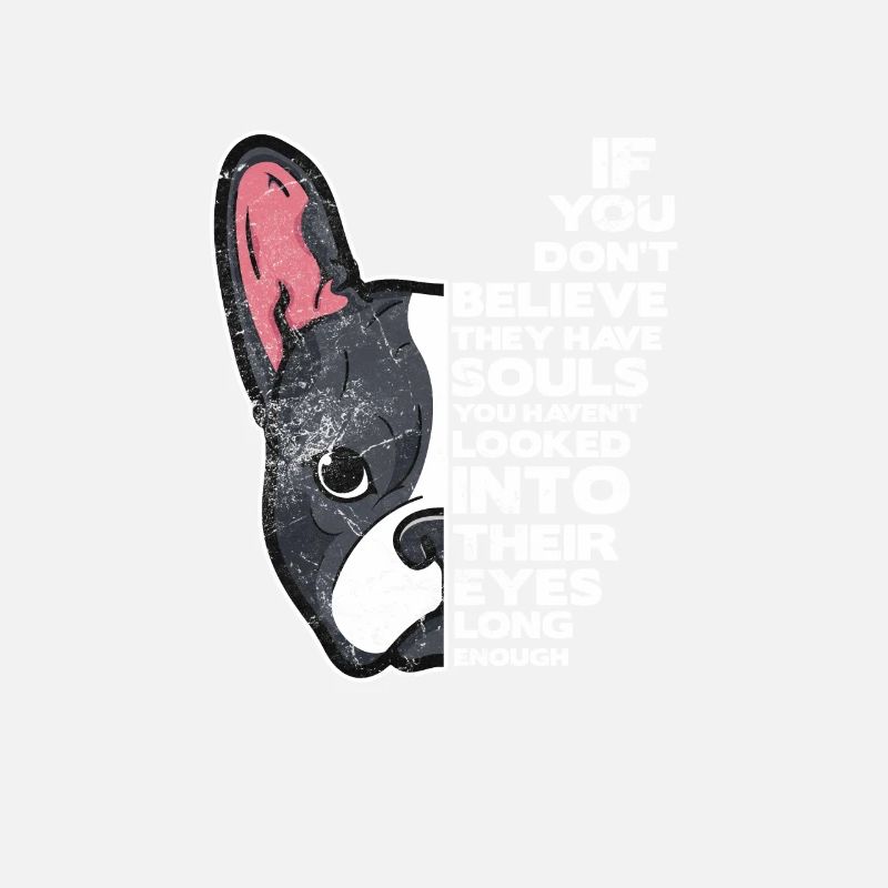 Boston Terrier