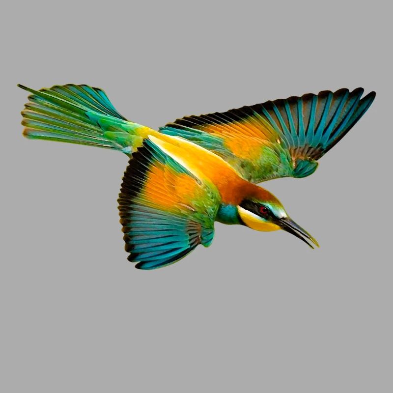 Bee-eater bird