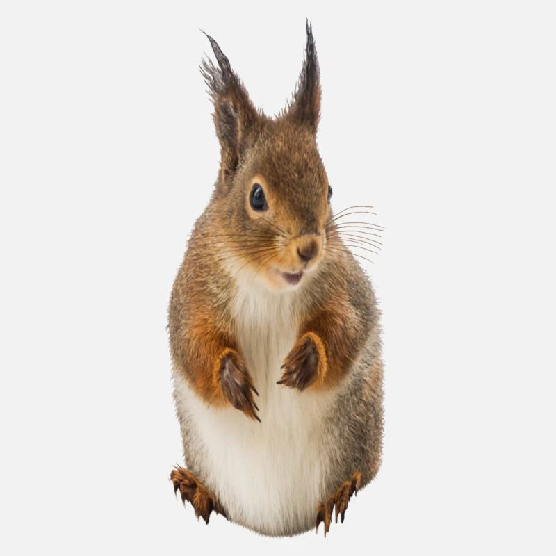 Eichhörnchen