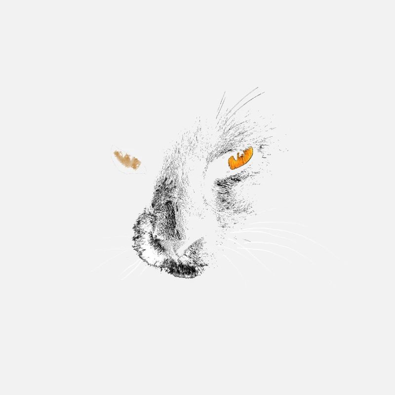 Cat in the dark