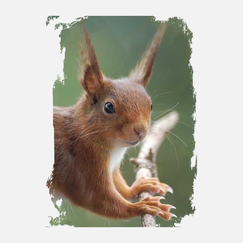 squirrel