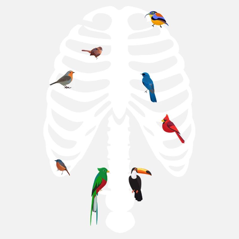 Cage thoracique Oiseaux Squelette