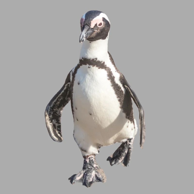 Pinguin