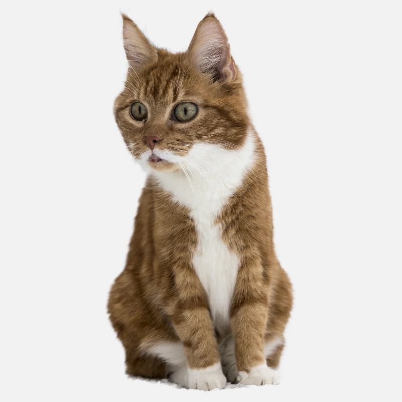 Lustige Katze
