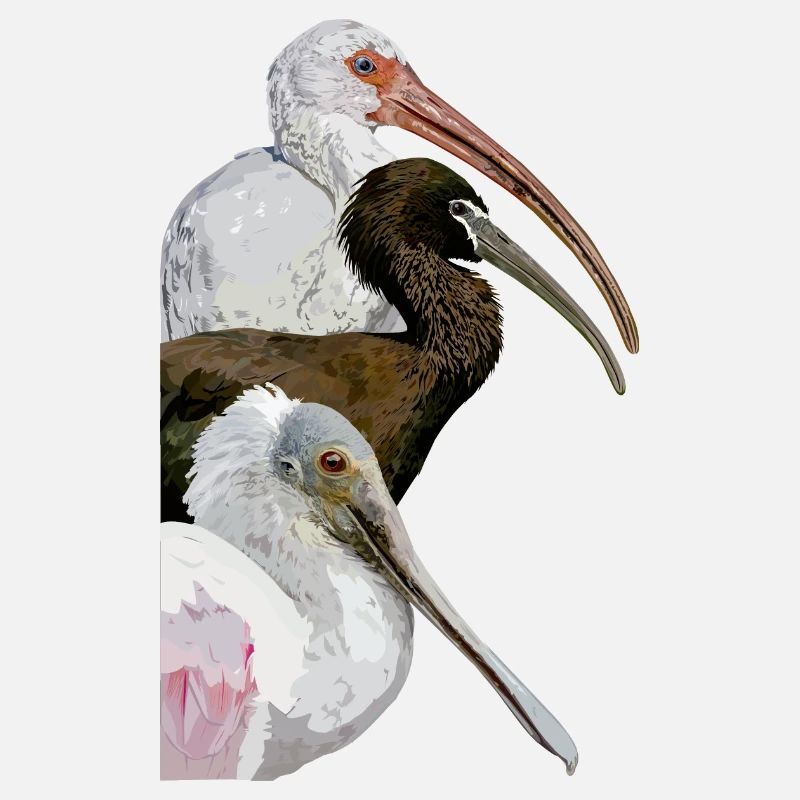Ibis et spatule