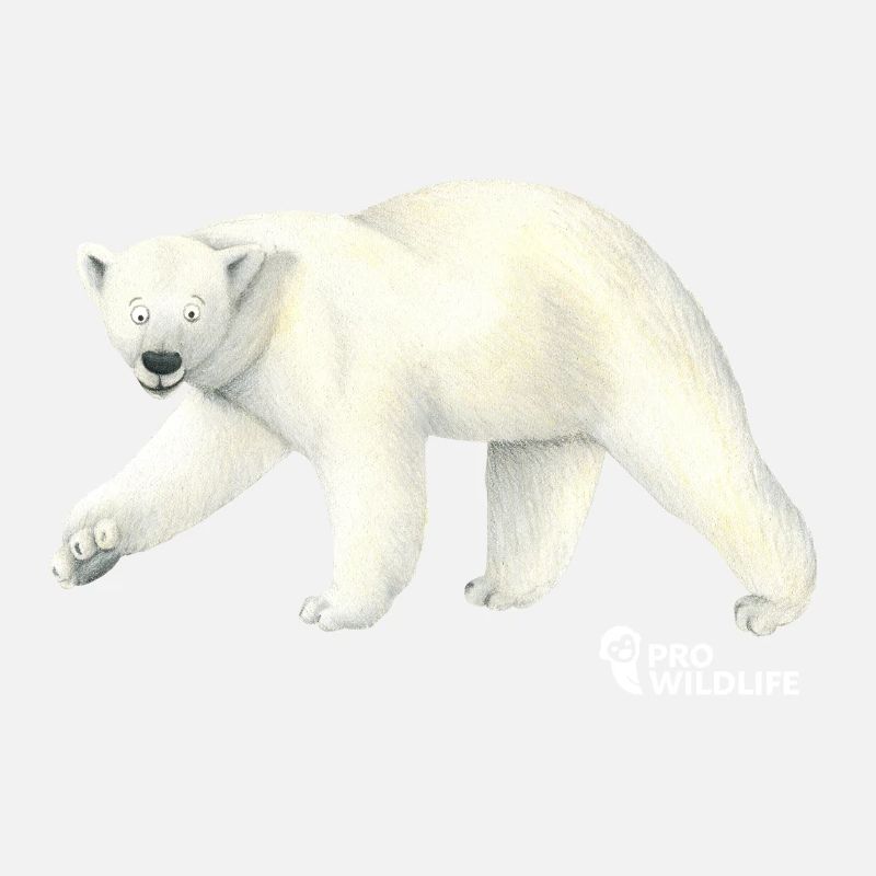 Eisbär Pro Wildlife