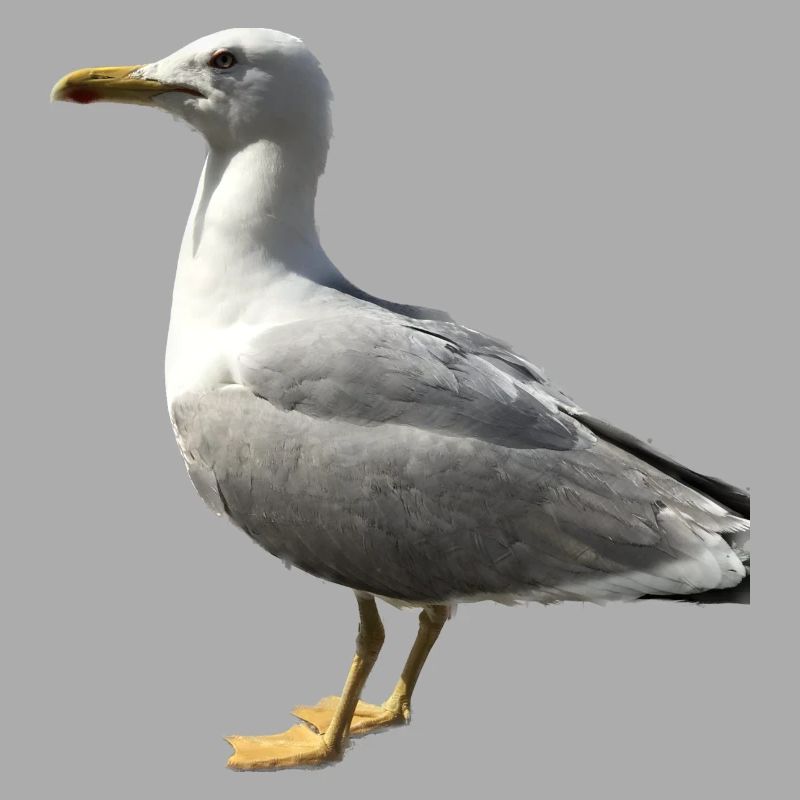 Möwe Vogel Geschenkidee