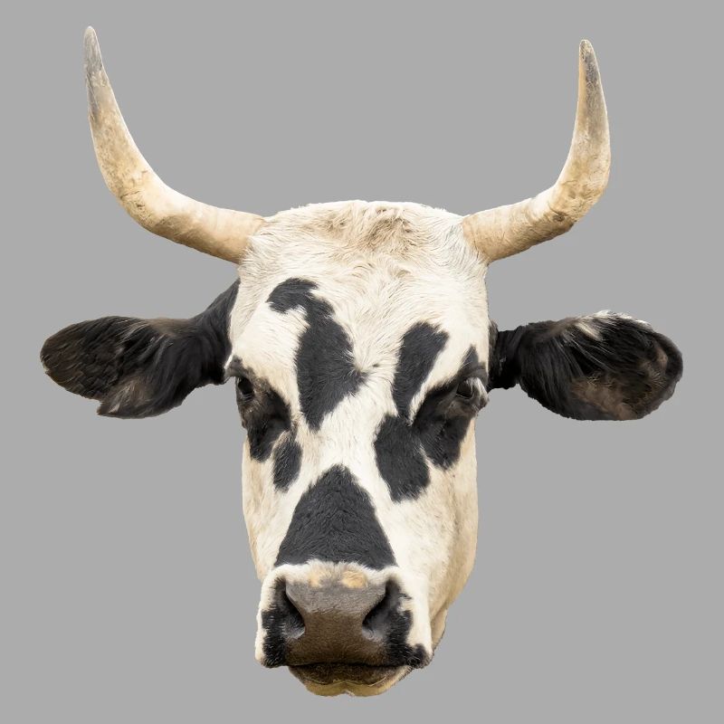 cow