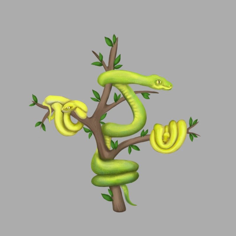 Le Python vert - Python arborescent