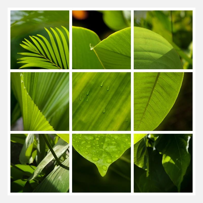 Coeur vert