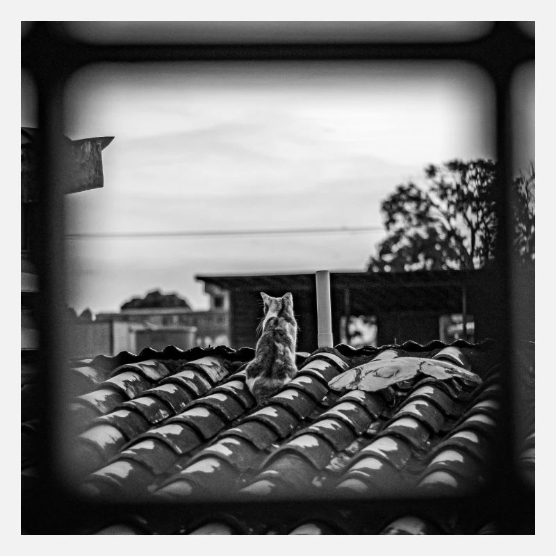 le chat sur le toit