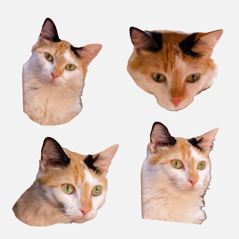 Pack d'autocollants Cool and cute Kitties chat