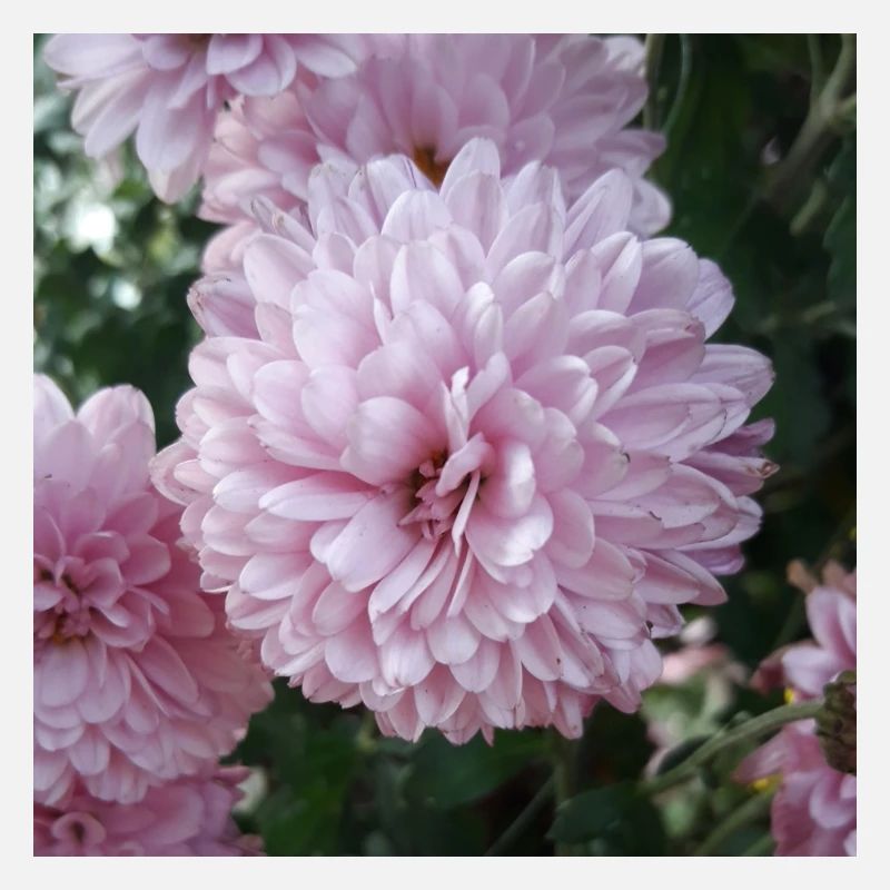 Pinkzen