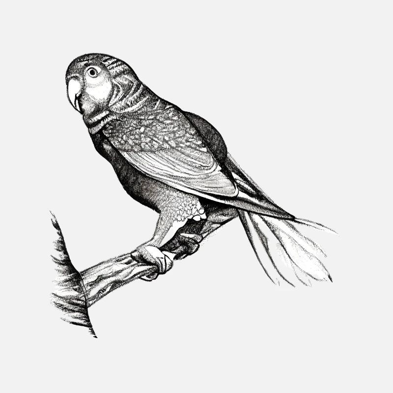Budgerigar Bird owner Bird cockatiel