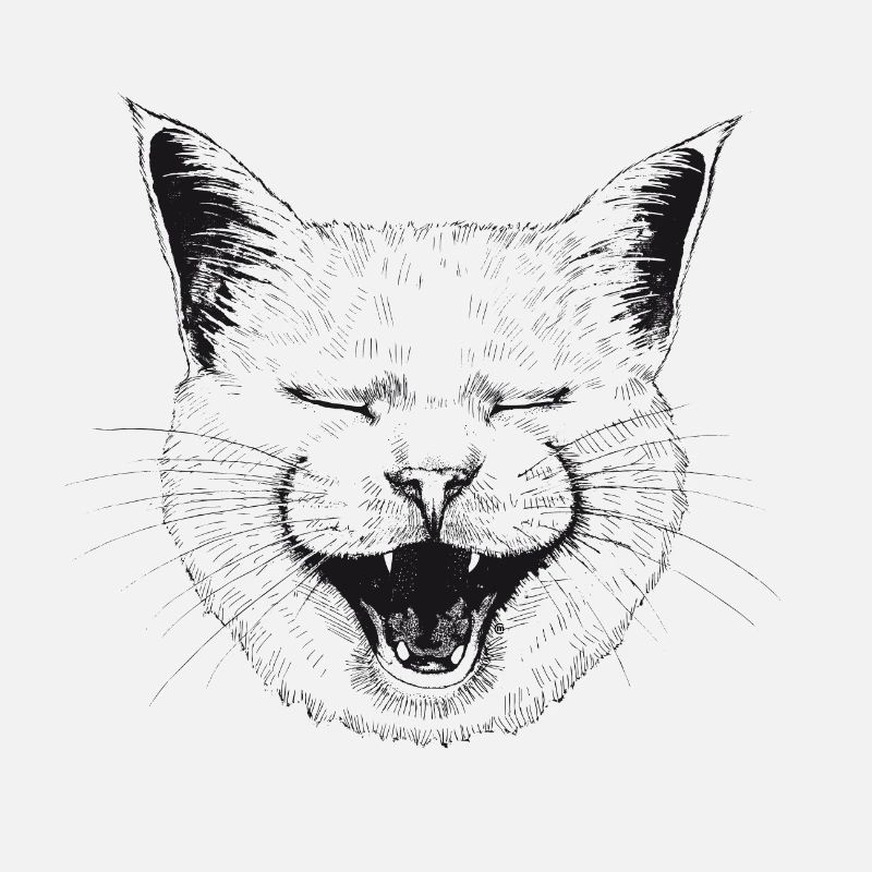Chat qui rit
