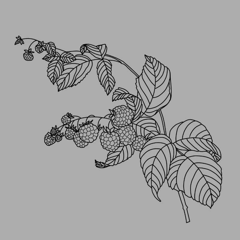 Raspberry