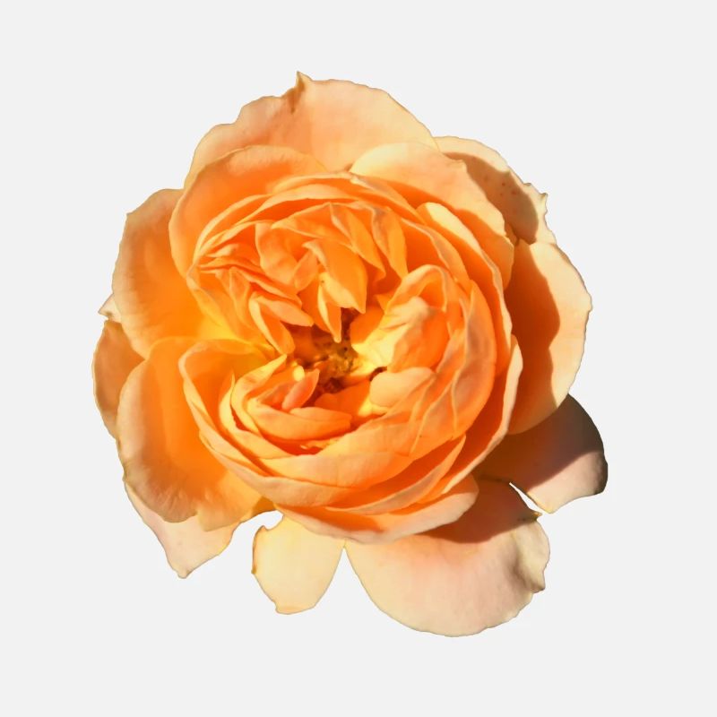 Rose isolée