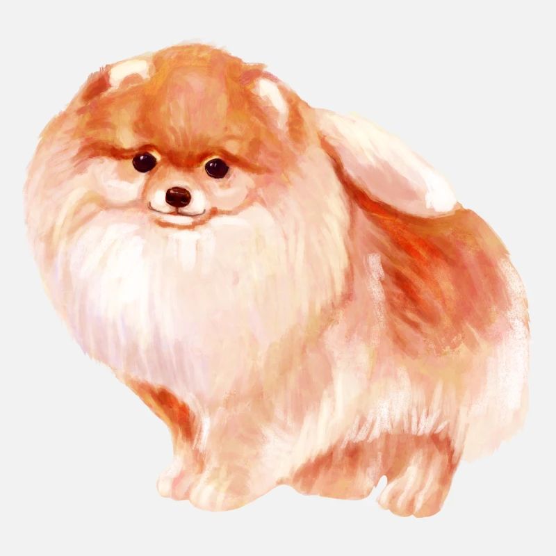 Pomeranian