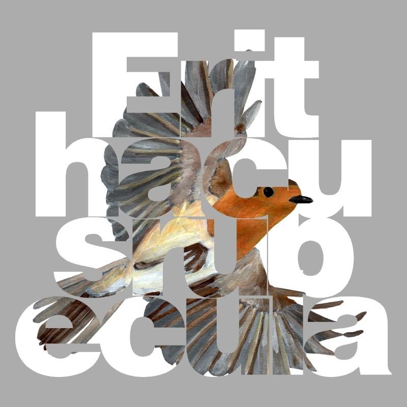 Erithacus rubecula - Robin