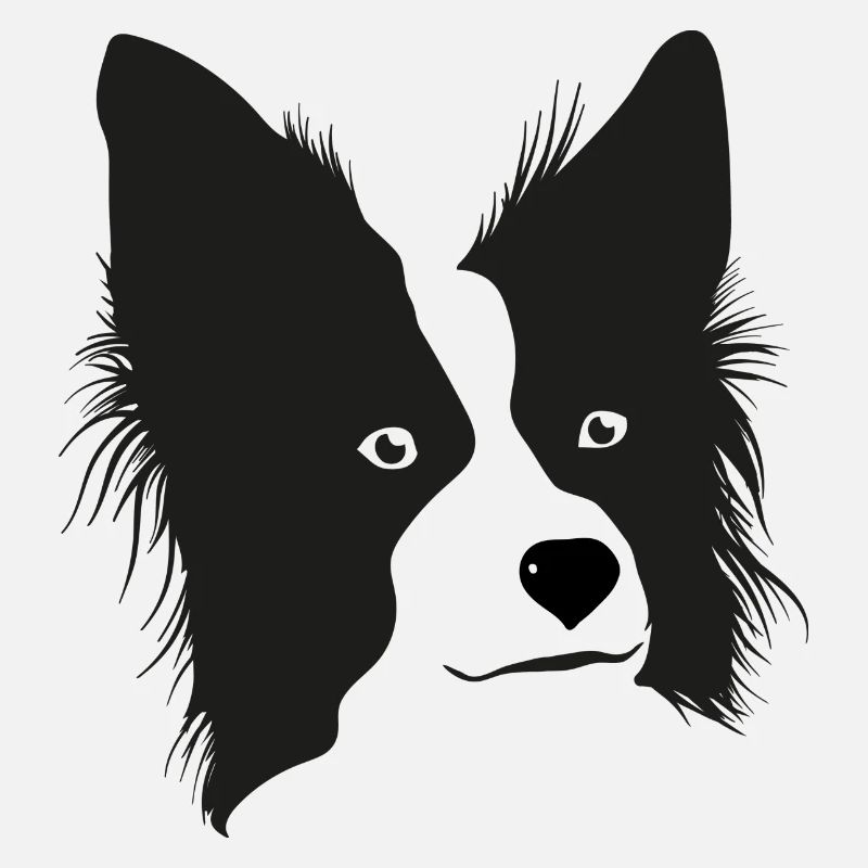 Boarder Collie