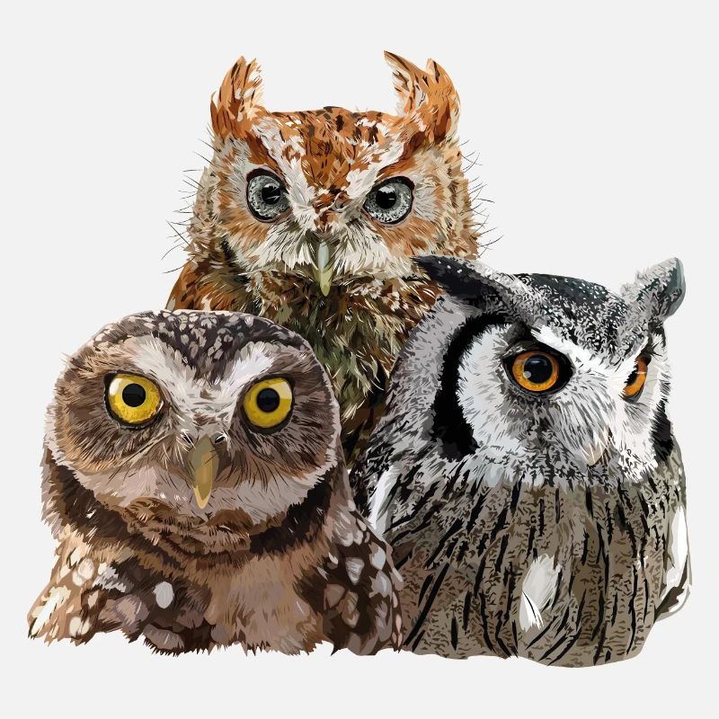 Rapaces nocturnes