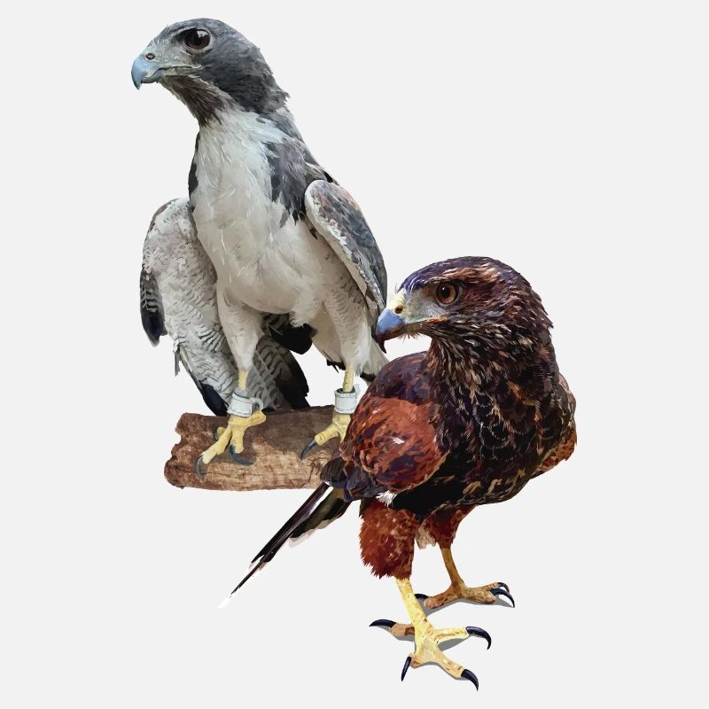 Hawks