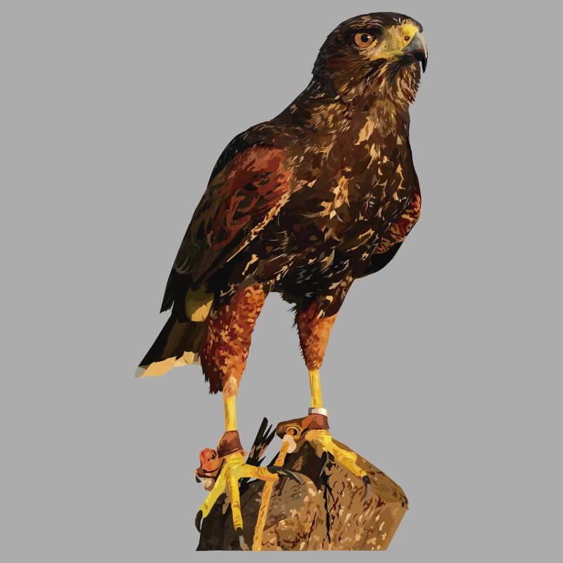 Reddish-reddish hawk