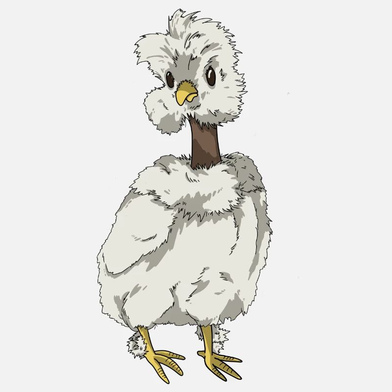Poulet Chick Soie Poulet Race de poulet à cou nu