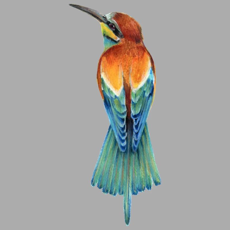 Bee-eater