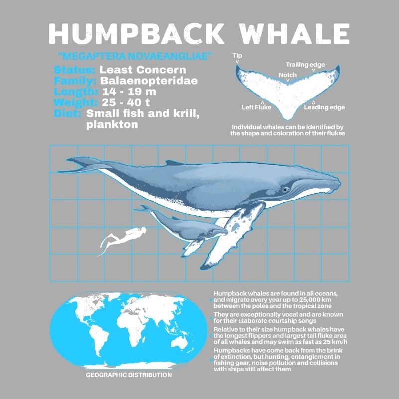 Buckelwal Datenblatt