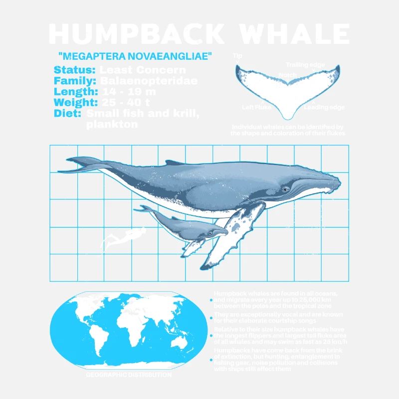 Fiche technique de la baleine à bosse