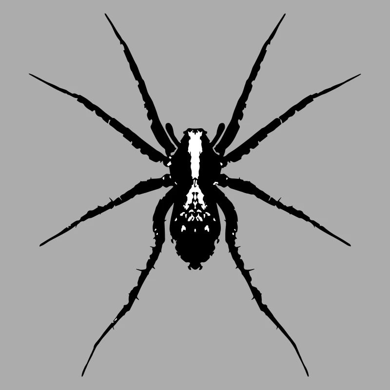 Araignée / Araignée loup