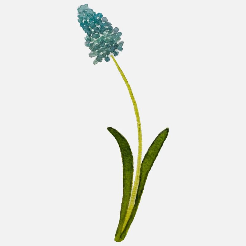 Muscari