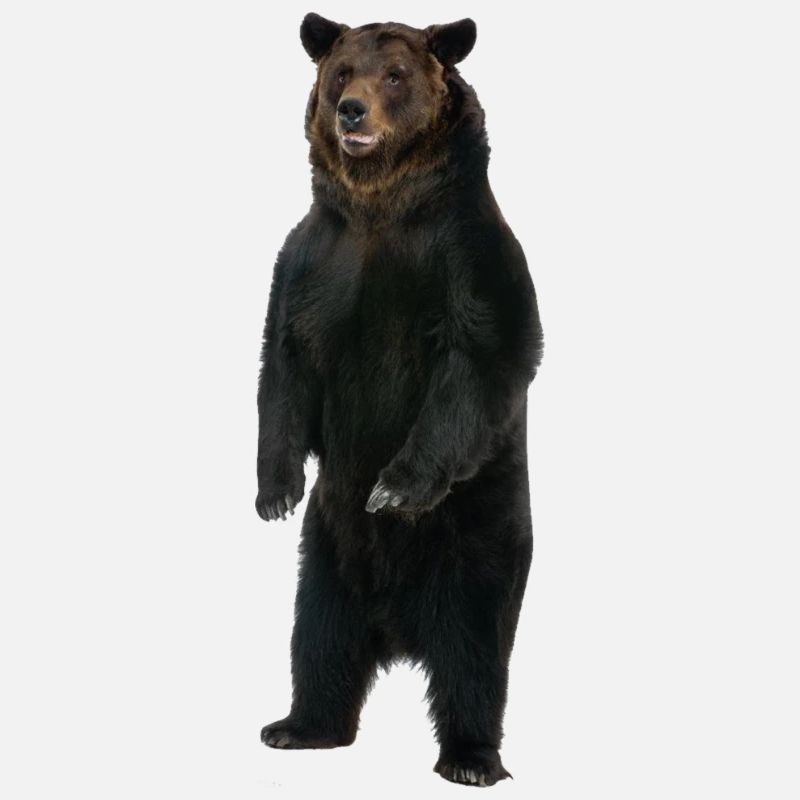 Ours debout