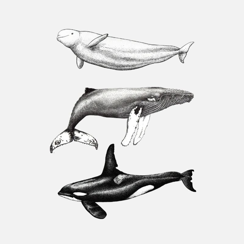 Dauphin béluga, rorqual à bosse et rorqual à bosse