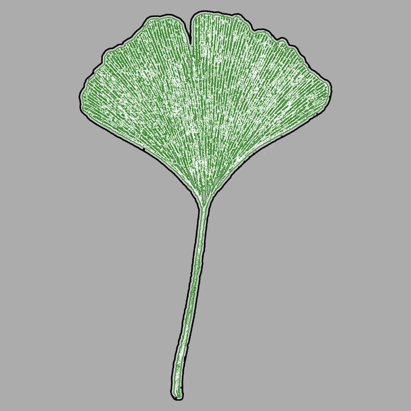 Feuille de gingko